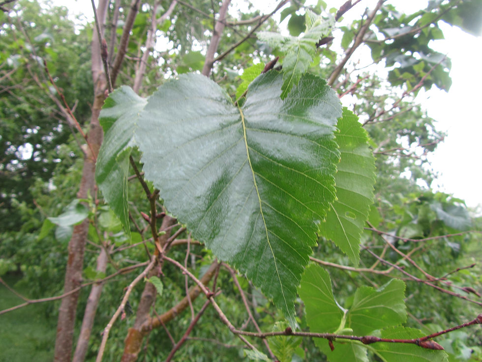 Betula utilis ssp. utilis