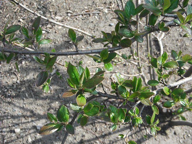 IMG_2203 (Populus tremuloides).jpg