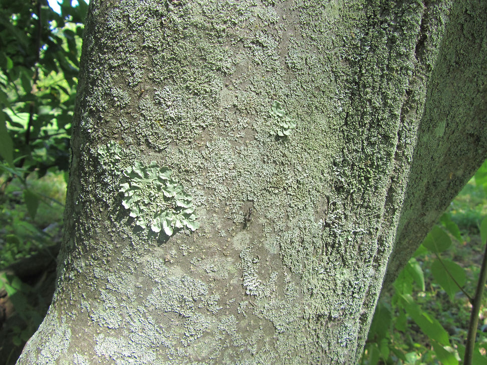 Tetradium daniellii