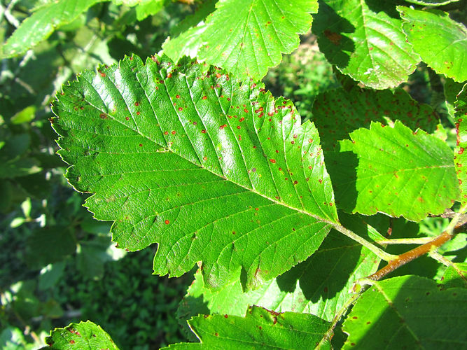 IMG_2203 (Populus tremuloides).jpg