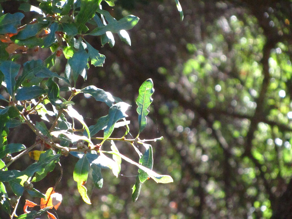Quercus x macdonaldii