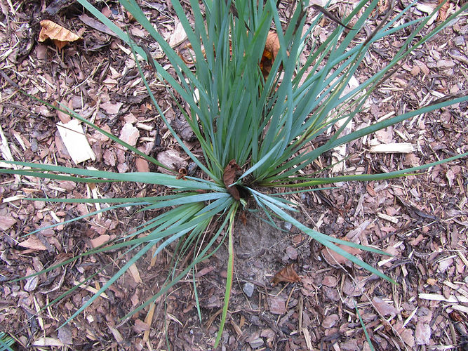 IMG_2203 (Populus tremuloides).jpg