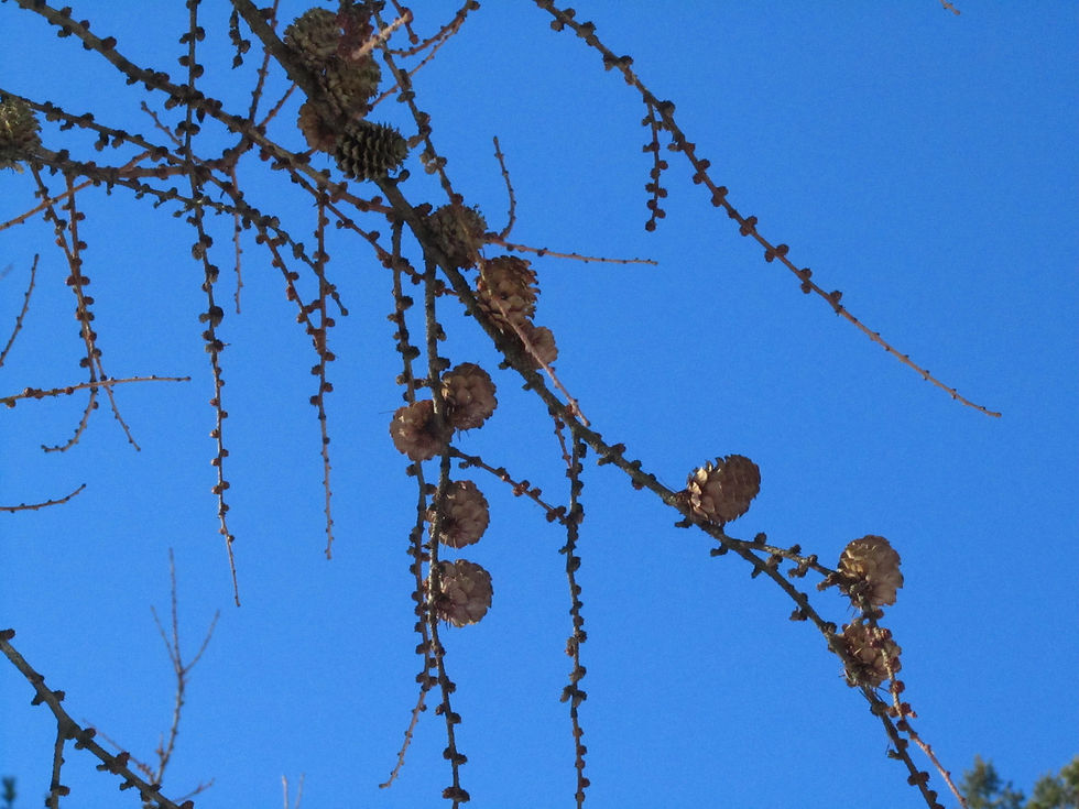 Larix kaempferi