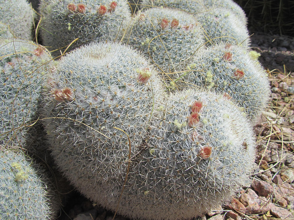 Mammillaria parkinsonii