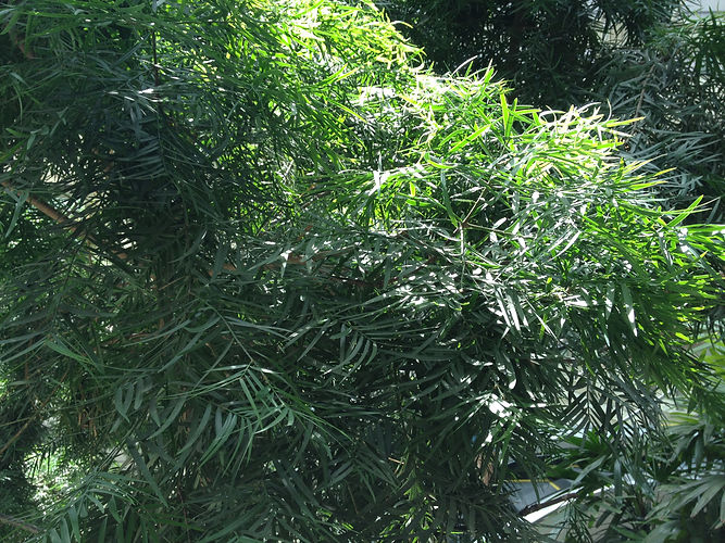 IMG_2203 (Populus tremuloides).jpg