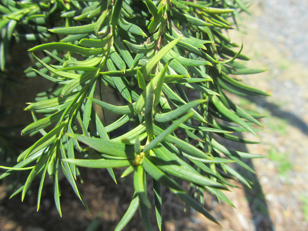 Taxus baccata