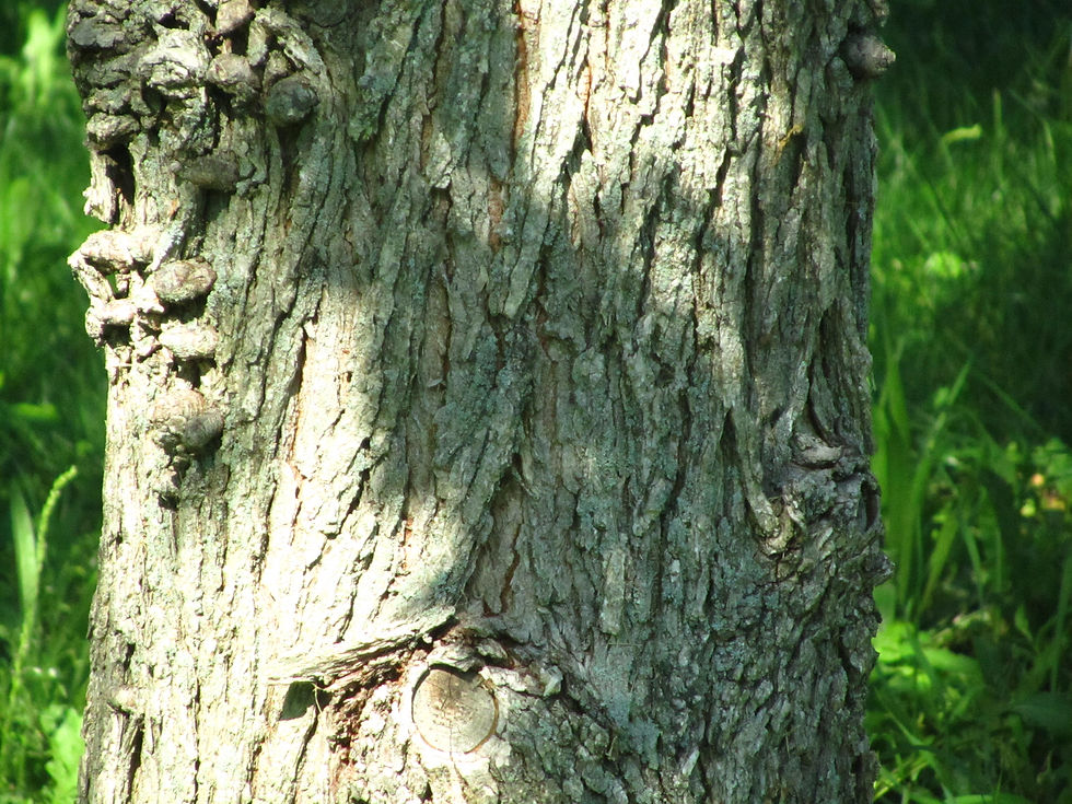 Ulmus alata