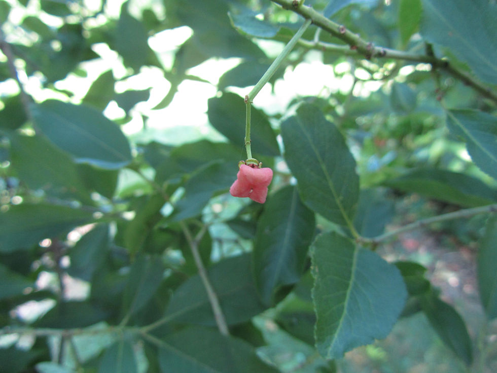 Euonymus europaeus