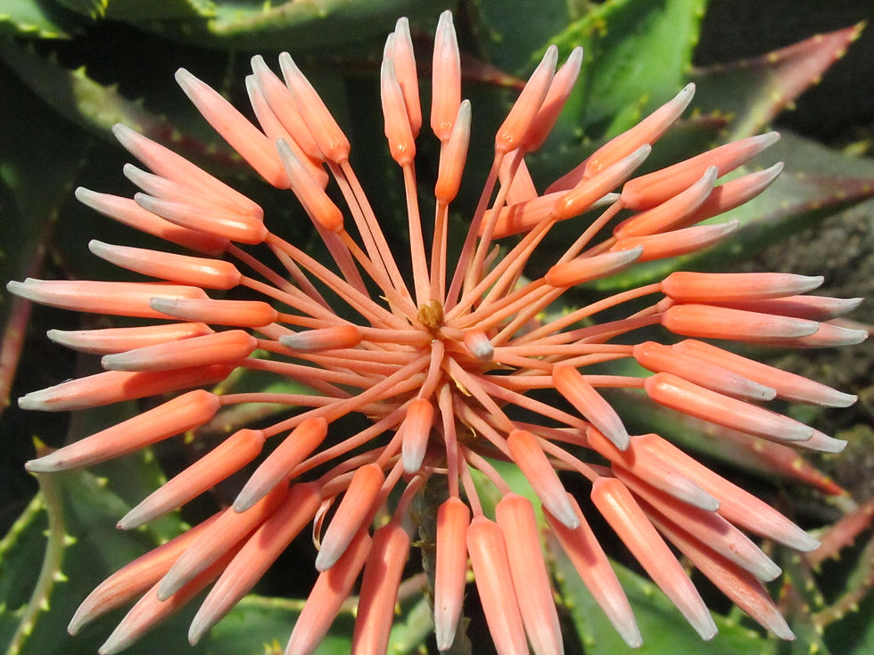 Aloe distans