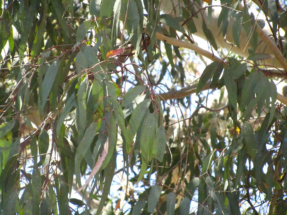 Eucalyptus laeliae