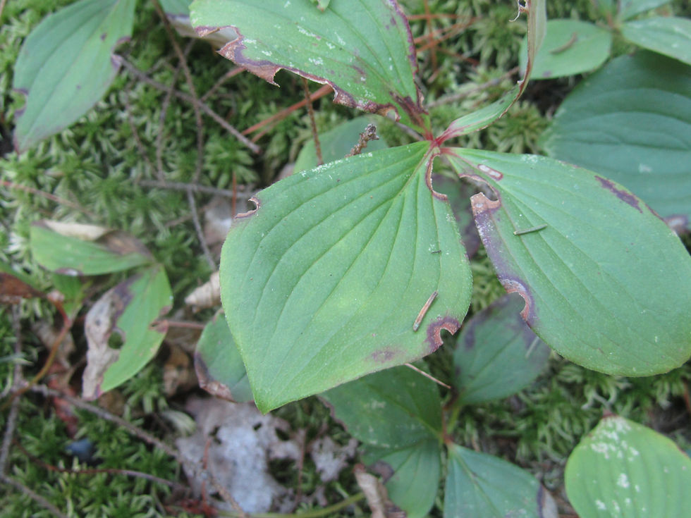 Cornus canadensis