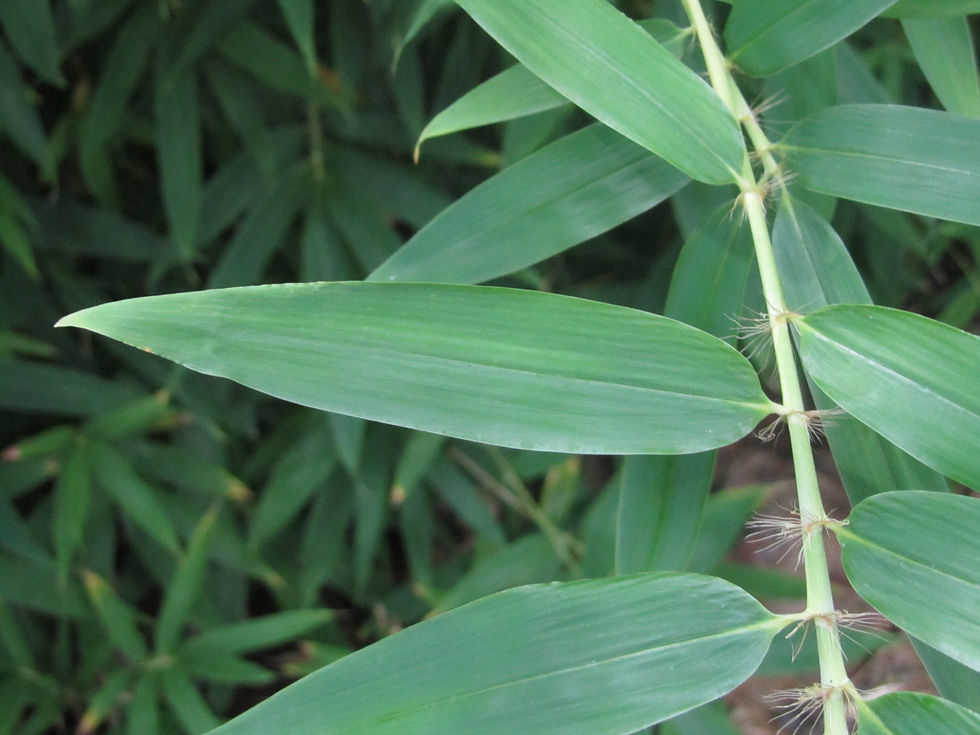 Phyllostachys aurea