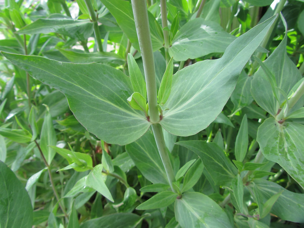 Centranthus ruber