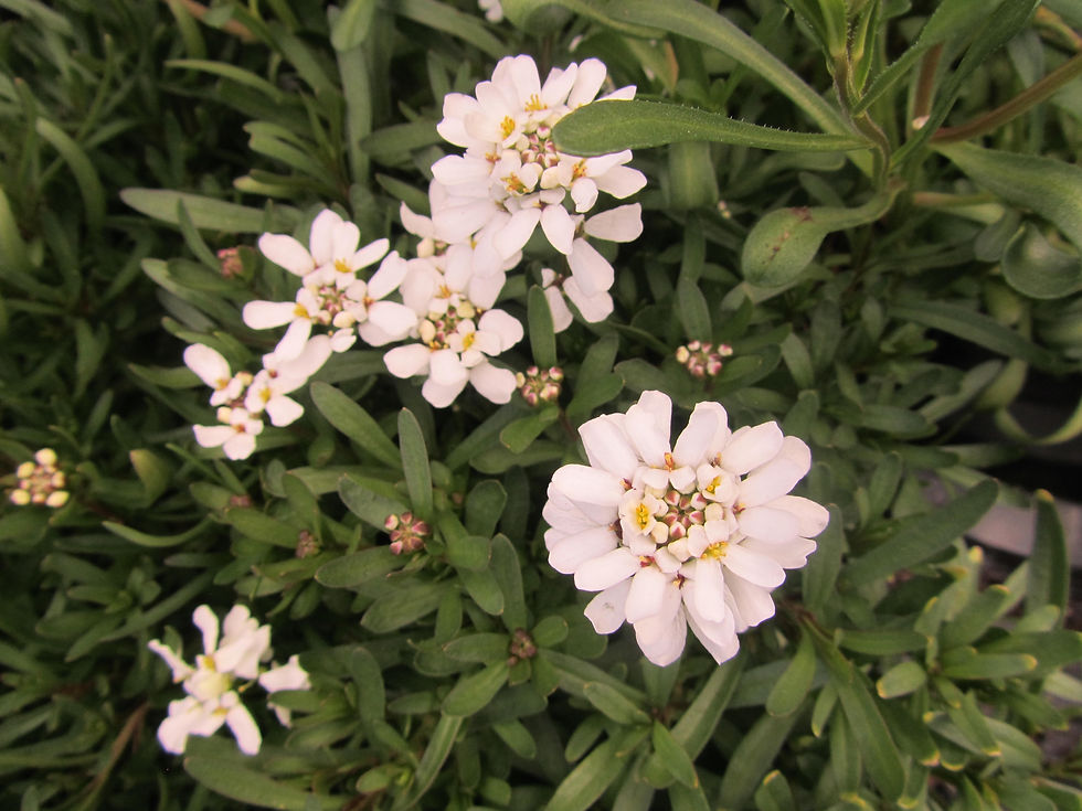 Iberis sempervirens 'Whiteout'