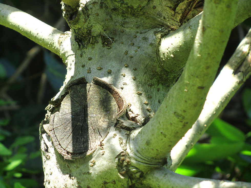 Cartrema americanum