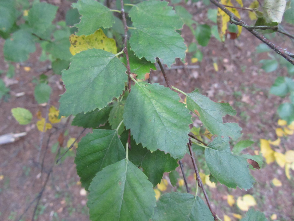 Betula occidentalis var. occidentalis