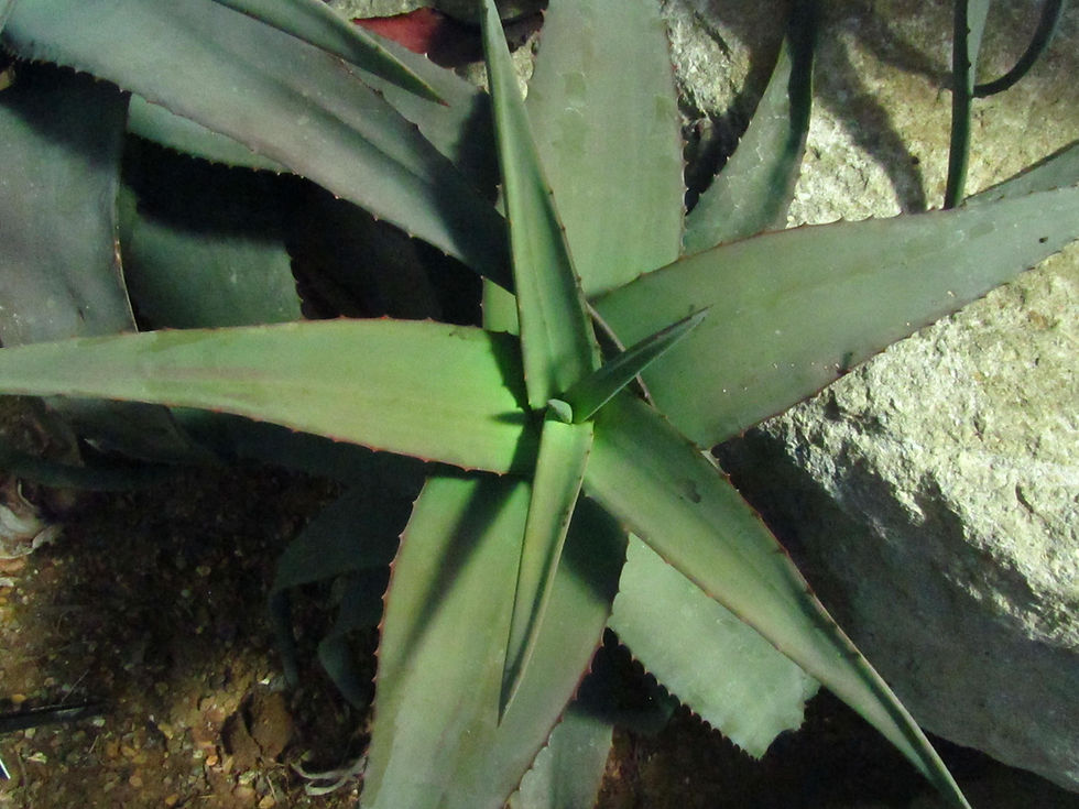 Aloe rubroviolacea