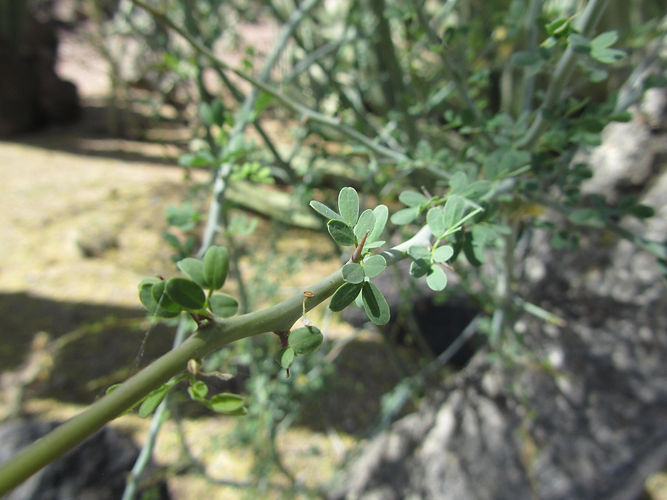IMG_2203 (Populus tremuloides).jpg