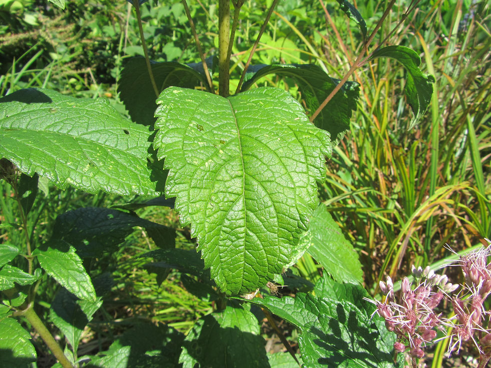 Eutrochium maculatum