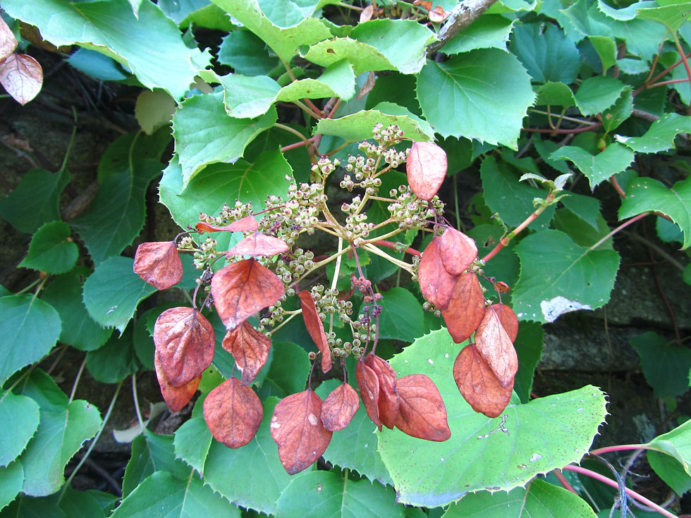 Hydrangea hydrangeoides
