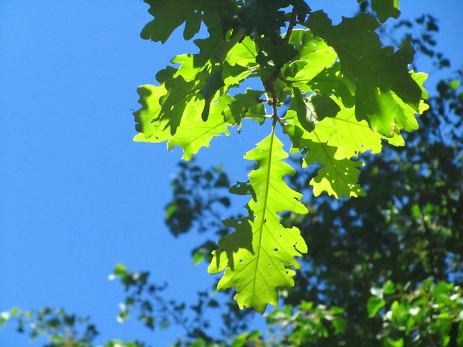 IMG_2203 (Populus tremuloides).jpg