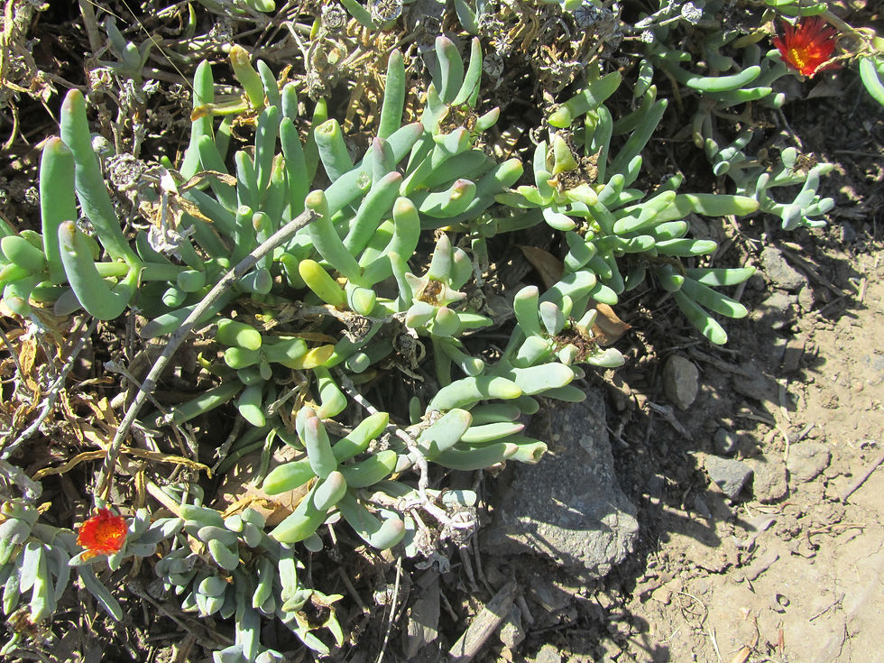 Malephora crocea