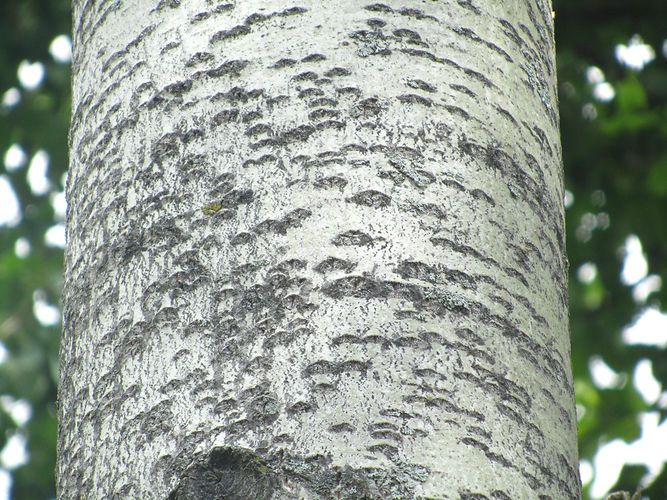 IMG_2203 (Populus tremuloides).jpg