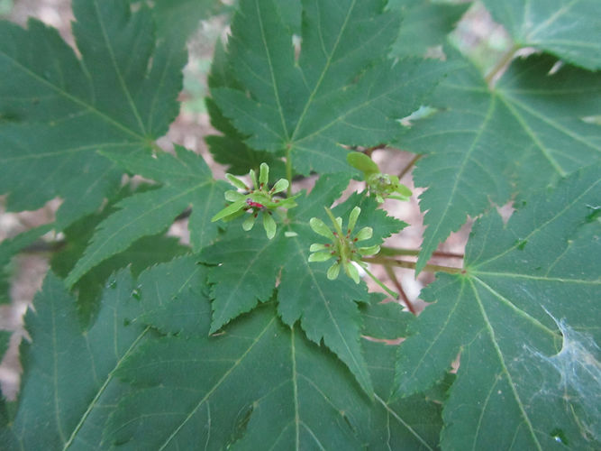 IMG_2203 (Populus tremuloides).jpg