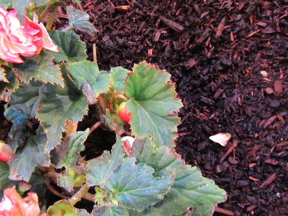 Begonia x tuberhybrida