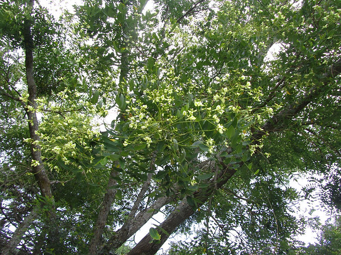 IMG_2203 (Populus tremuloides).jpg