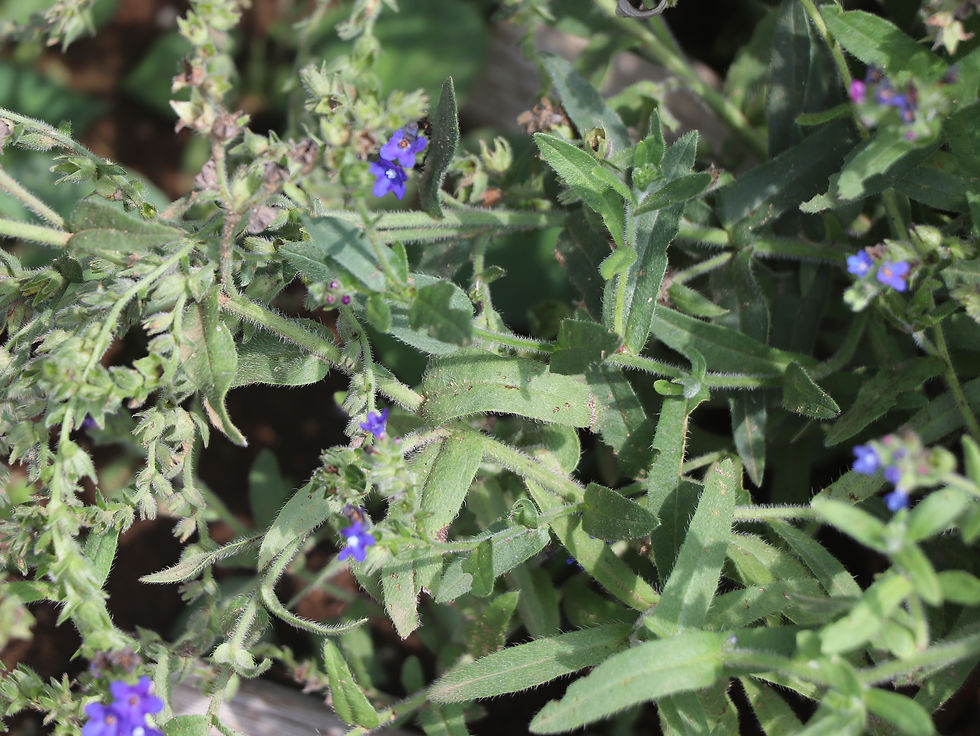 Anchusa officinalis
