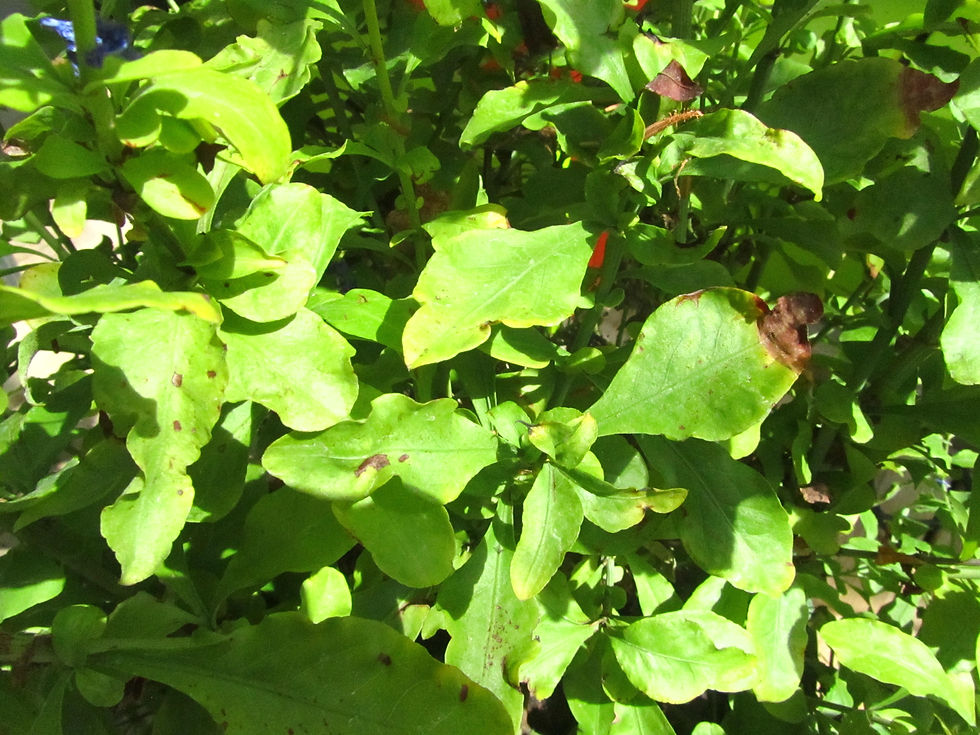 Plumbago auriculata