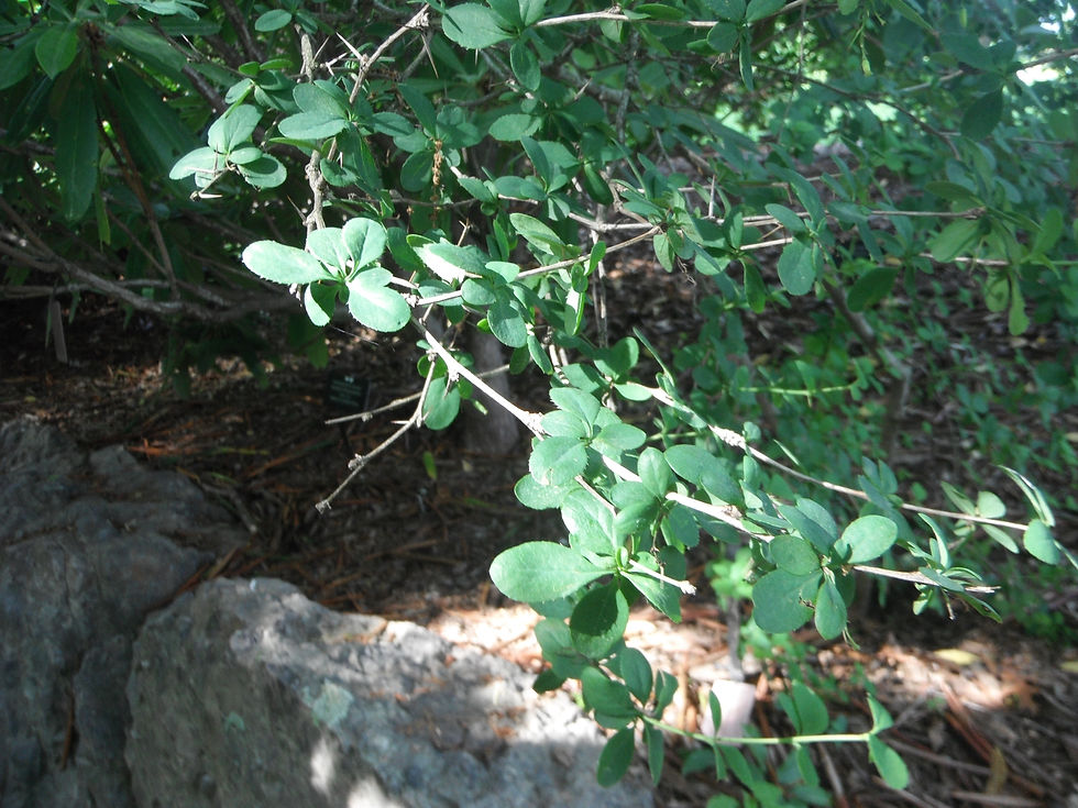 Berberis aetnensis