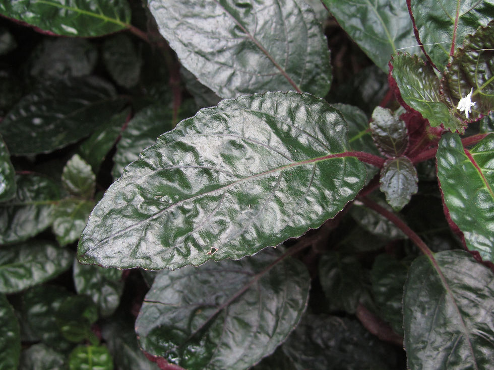 Strobilanthes sinuata