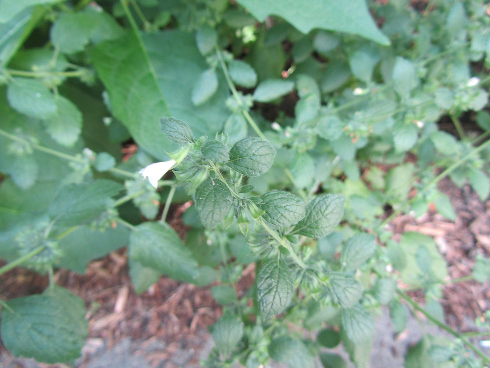 Melissa officinalis