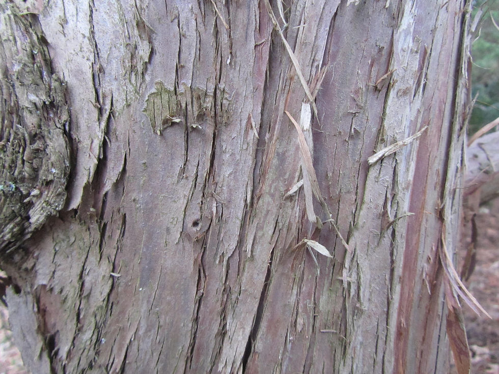Thuja standishii