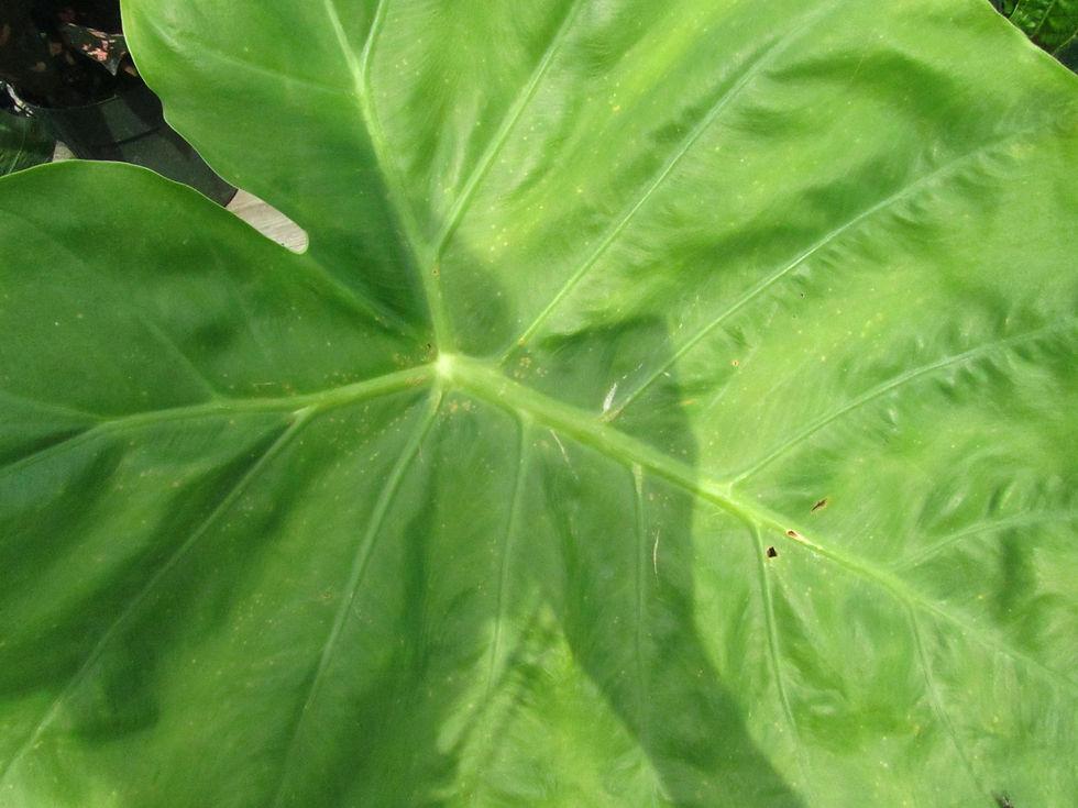 Leucocasia gigantea