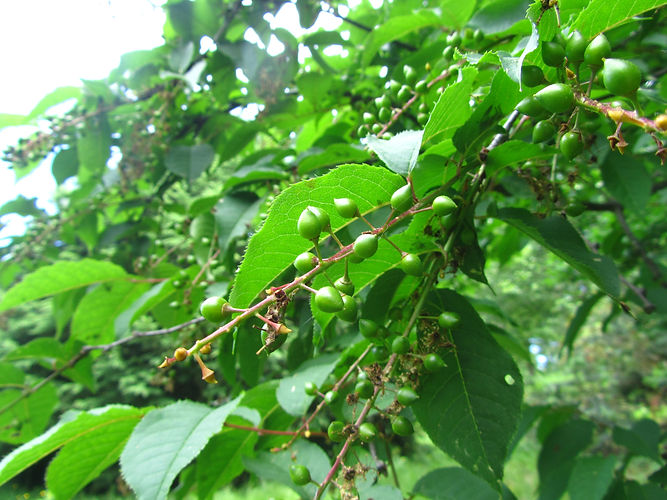 IMG_2203 (Populus tremuloides).jpg