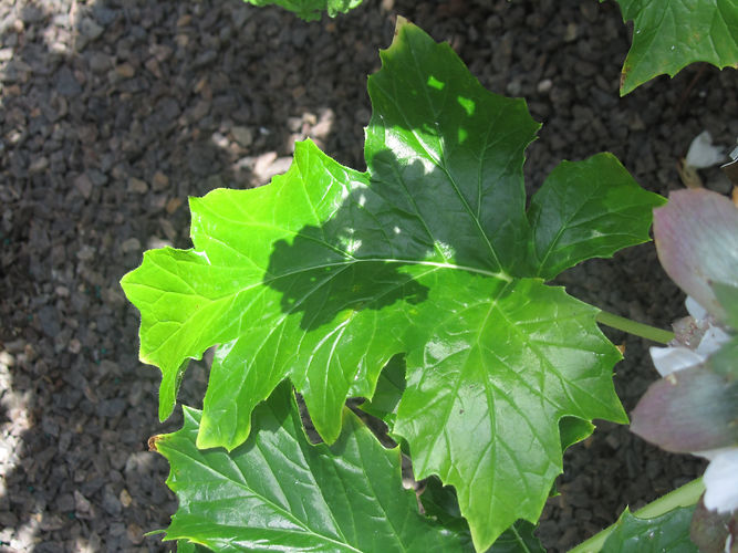 IMG_2203 (Populus tremuloides).jpg