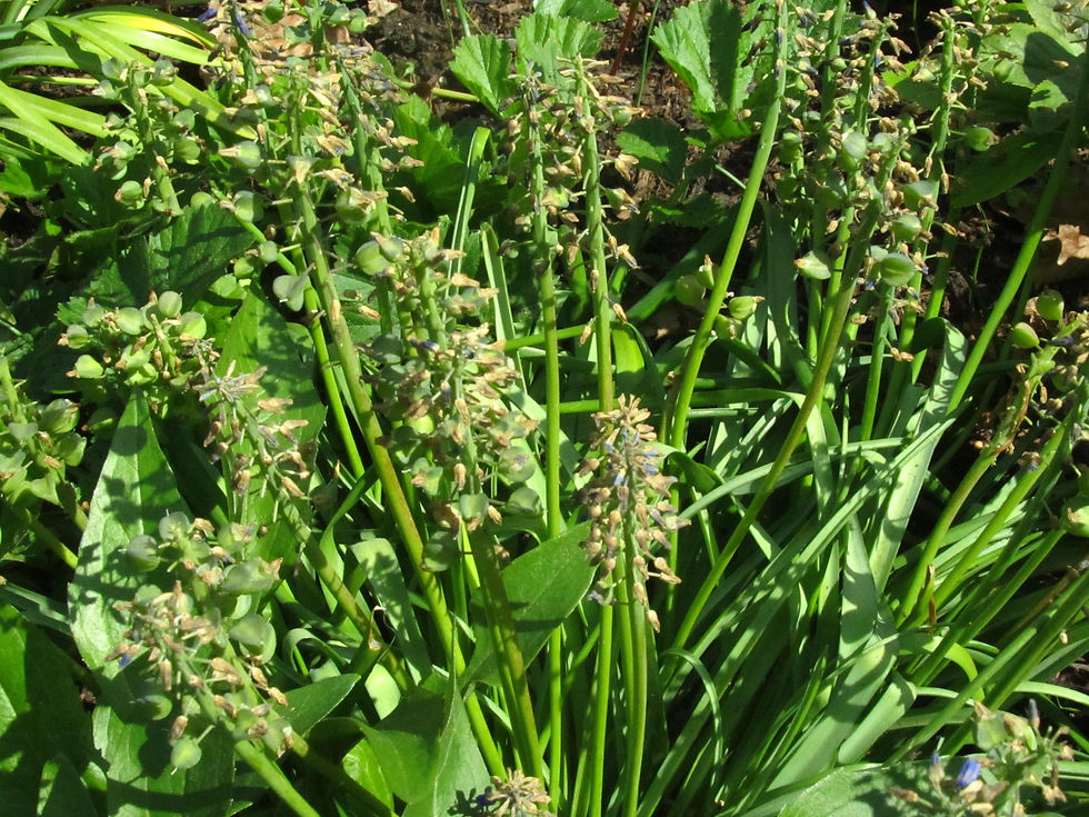 Muscari armeniacum 'Christmas Pearl'