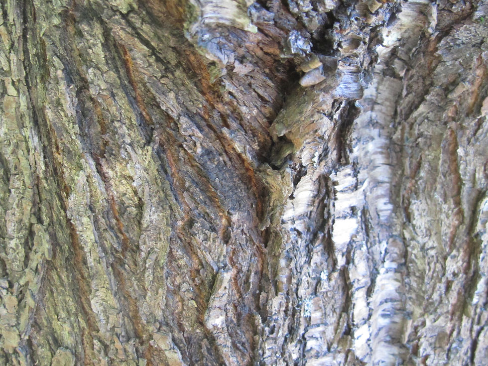 Prunus mahaleb