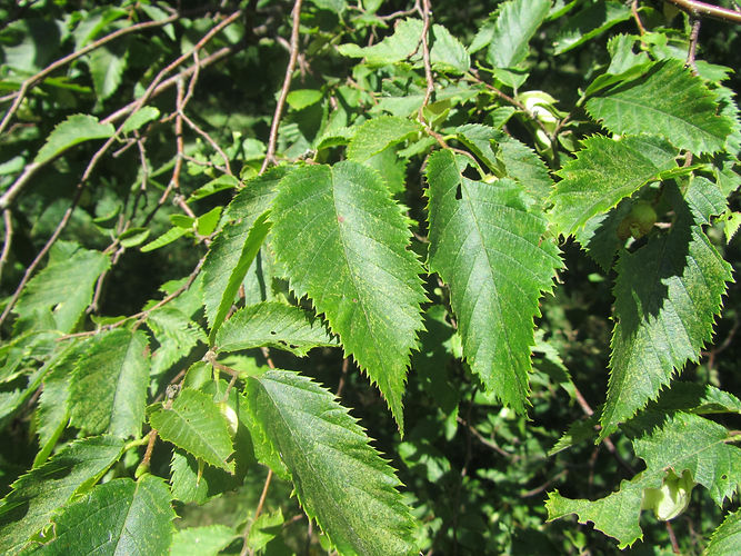 IMG_2203 (Populus tremuloides).jpg