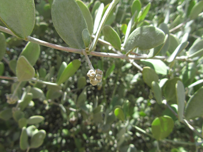IMG_2203 (Populus tremuloides).jpg