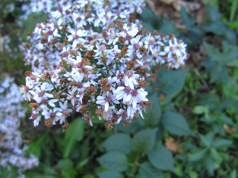 Symphyotrichum cordifolium