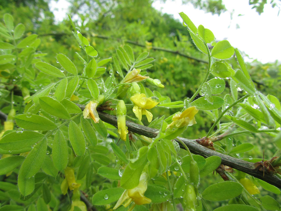 Caragana franchetiana