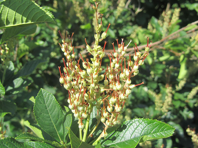 IMG_2203 (Populus tremuloides).jpg
