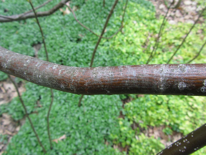 IMG_2203 (Populus tremuloides).jpg