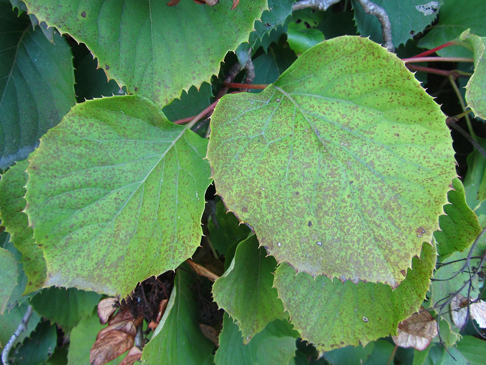 Hydrangea hydrangeoides