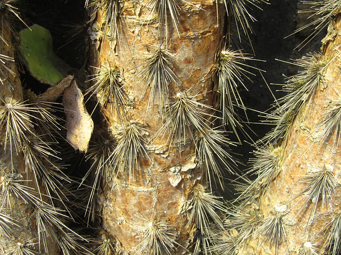 IMG_2203 (Populus tremuloides).jpg