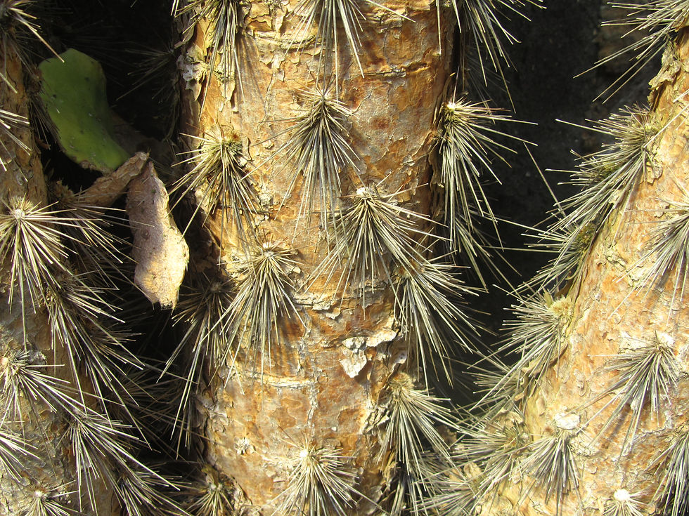 Brasiliopuntia brasiliensis